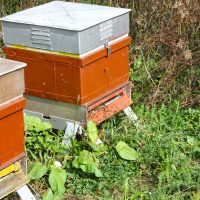 IHSE Biotop: Bienenstöcke